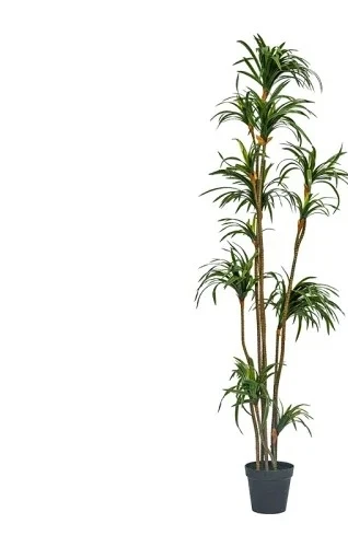 シミュレーションドラセナ ドラセナマリナータ グリーンプラン - Dracaena Marginata のレビューと価格