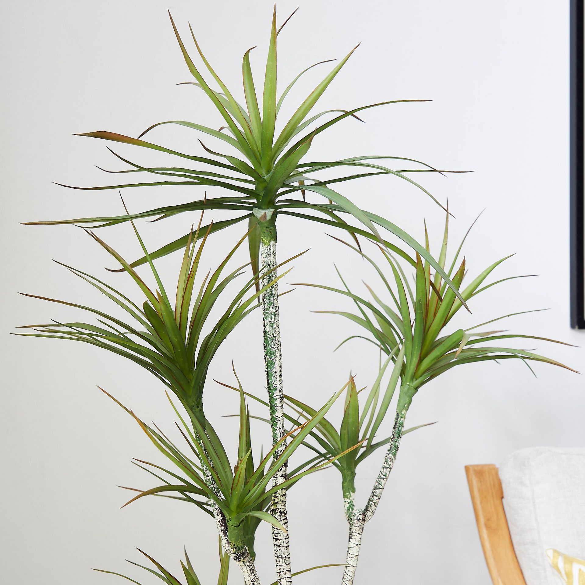 人工プラスチック製の鉢植え ​ 植物 ドラセナ マルギナータ - Dracaena Marginata のレビューと価格